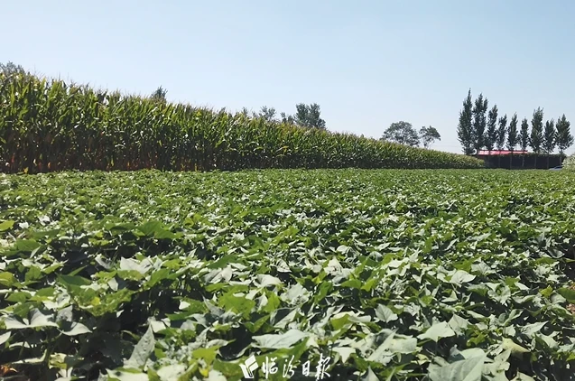 3cc74be67bc292111f22452aad530d0c